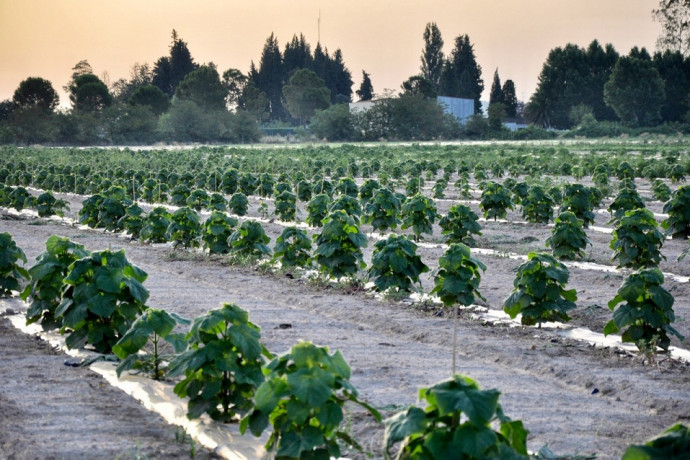 Présentation Treesition – Paulownia & investissement durable